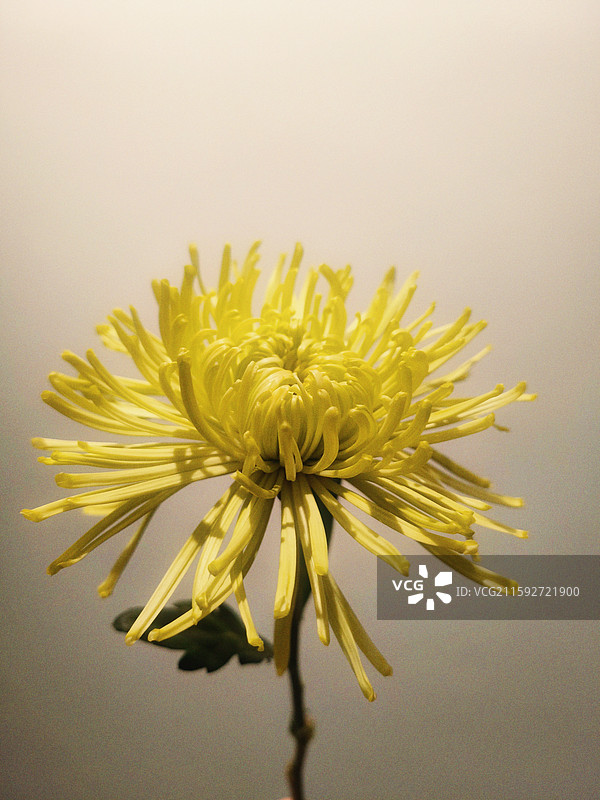 一枝黄色菊花特写室内摄影图片素材