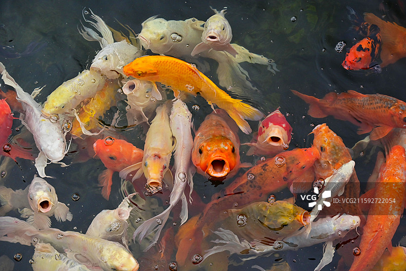 武汉东湖的锦鲤图片素材