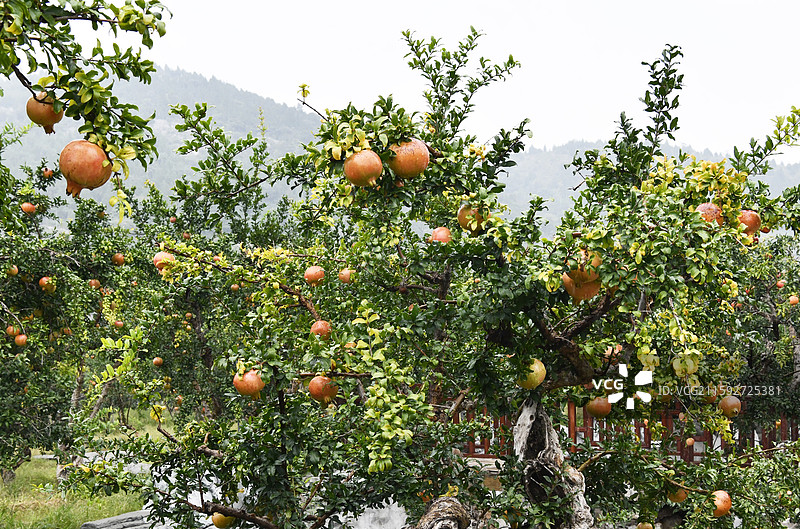 山东枣庄冠世榴园硕果累累满枝头图片素材