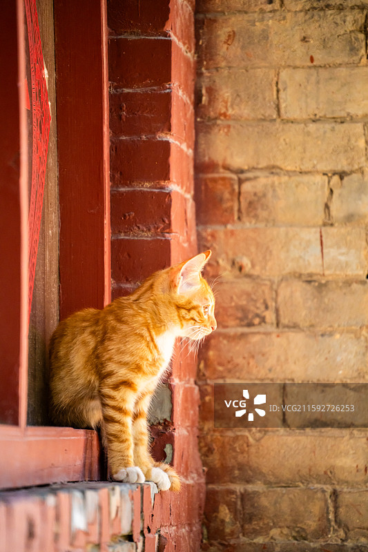 墙根处休息的可爱野猫图片素材