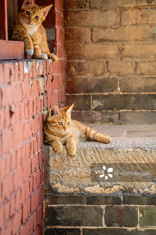墙根处休息的可爱野猫图片素材