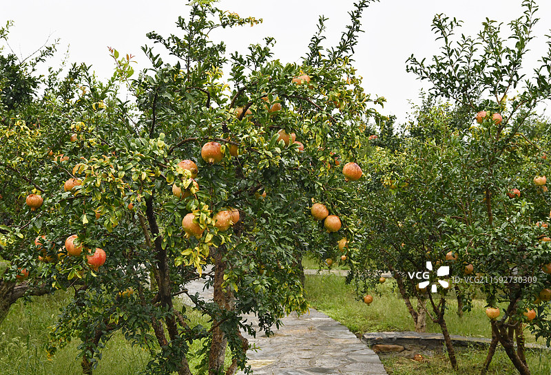 山东枣庄冠世榴园硕果累累满枝头图片素材