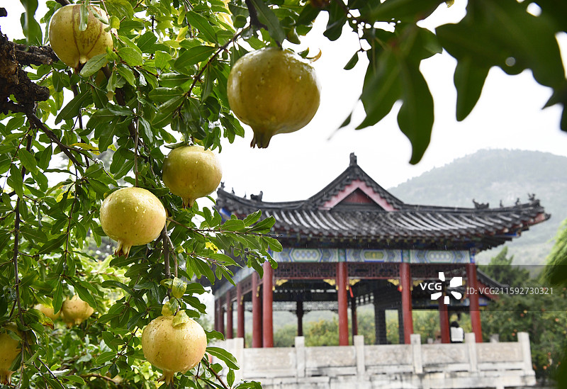 山东枣庄冠世榴园硕果累累满枝头图片素材