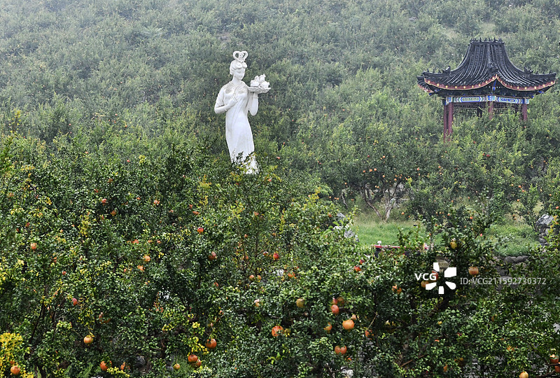 山东枣庄冠世榴园硕果累累满枝头图片素材