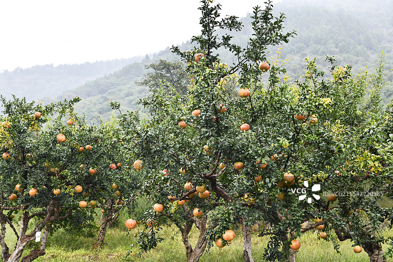 山东枣庄冠世榴园硕果累累满枝头图片素材