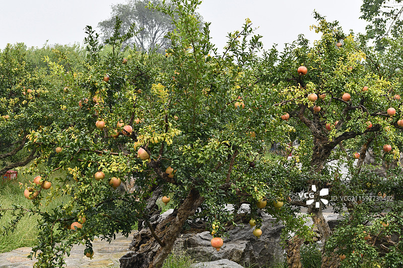山东枣庄冠世榴园硕果累累满枝头图片素材