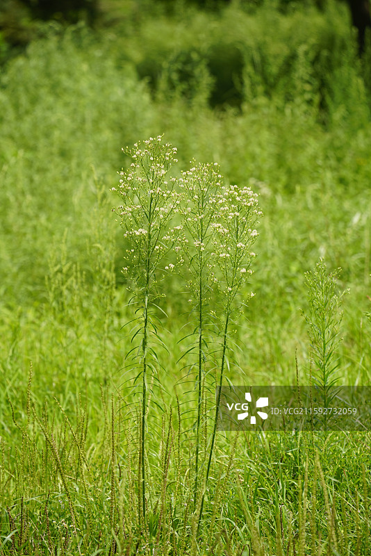 小蓬草野外开花植物特写图片素材