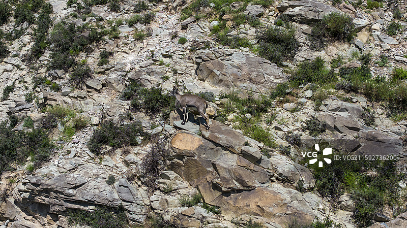 宁夏贺兰山自然保护区野生岩羊栖息图片素材
