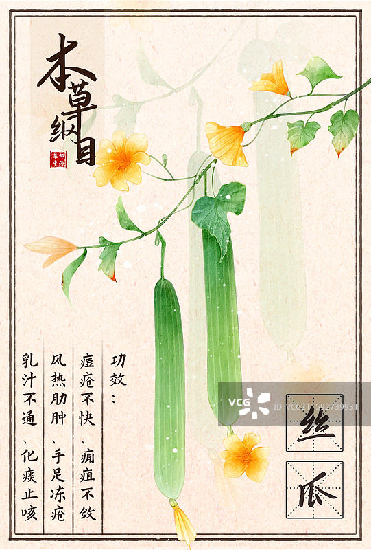 手绘本草纲目插画菜部丝瓜图片素材