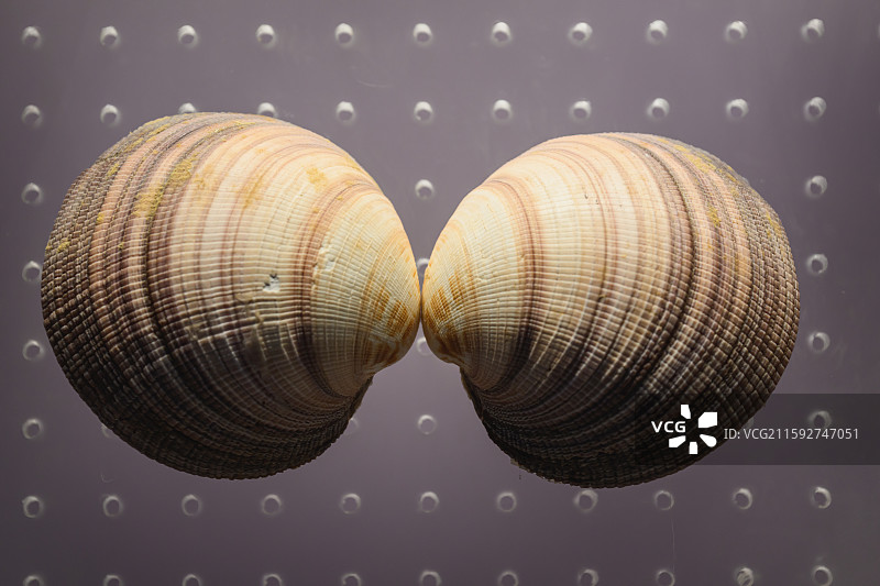 中国天津滨海新区，国家海洋博物馆收藏的、各种形状、五颜六色的贝壳标本。图片素材