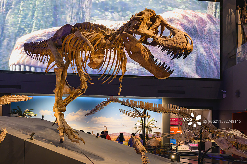 中国天津滨海新区，国家海洋博物馆收藏的化石标本：霸王龙。图片素材
