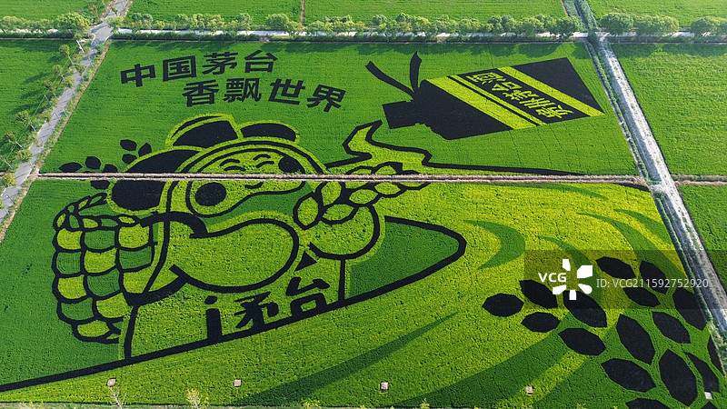 彩色水稻田，水稻画，上海市奉贤区青村镇李窑村，网红村，乡村风光图片素材