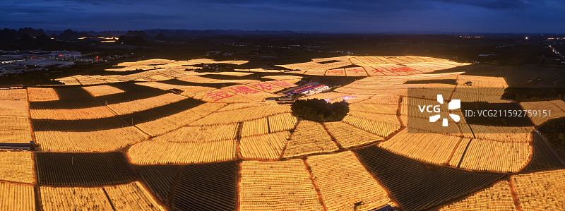 广西南宁隆安县火龙果基地璀璨灯海图片素材