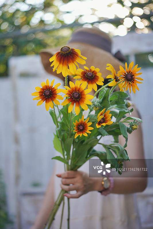 一束橙色的小雏菊向日葵图片素材