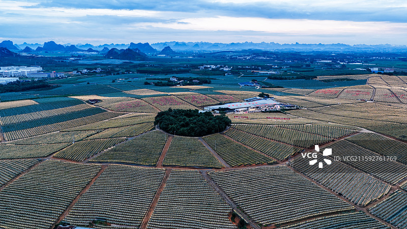 广西南宁隆安县火龙果基地璀璨灯海图片素材