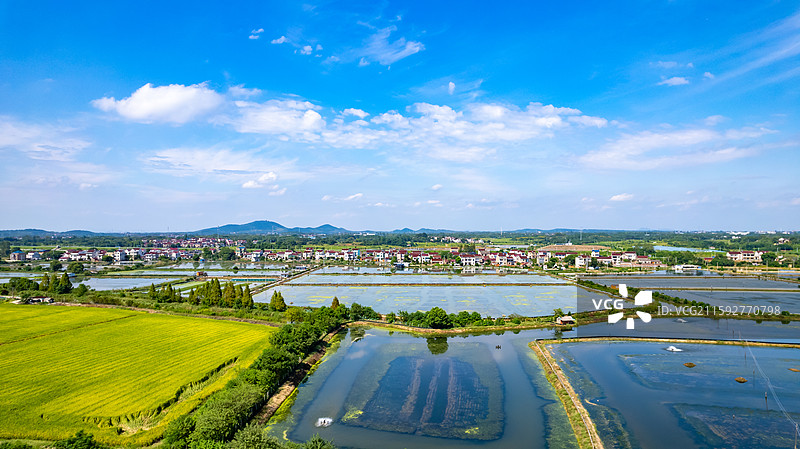 高淳万亩蟹塘养殖图片素材