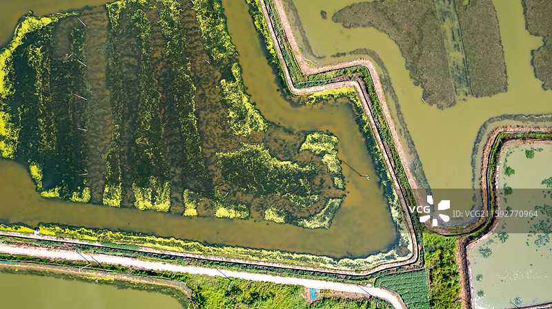 高淳万亩蟹塘养殖图片素材