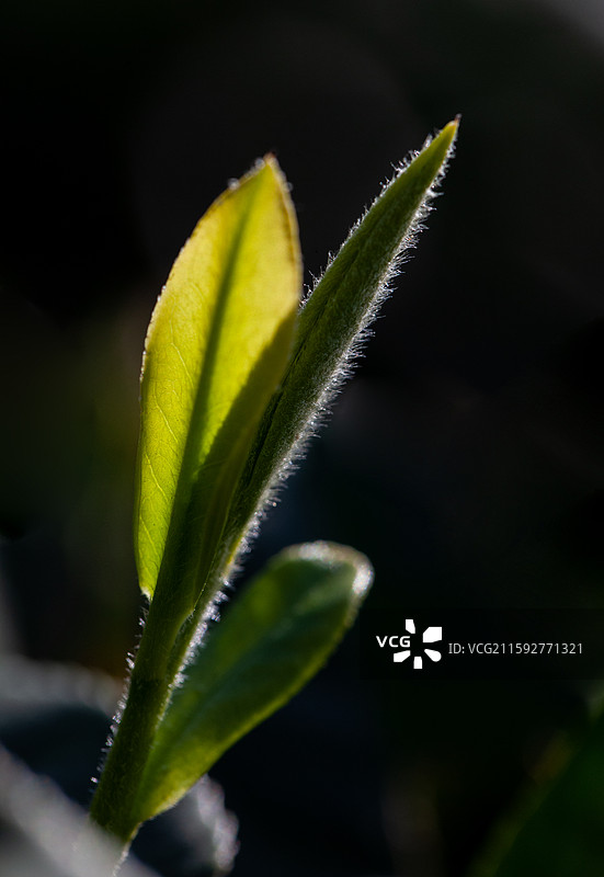 日照绿茶图片素材