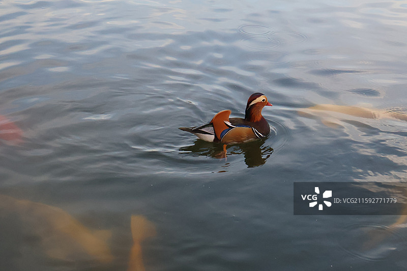 动物-圆明园里的鸳鸯图片素材