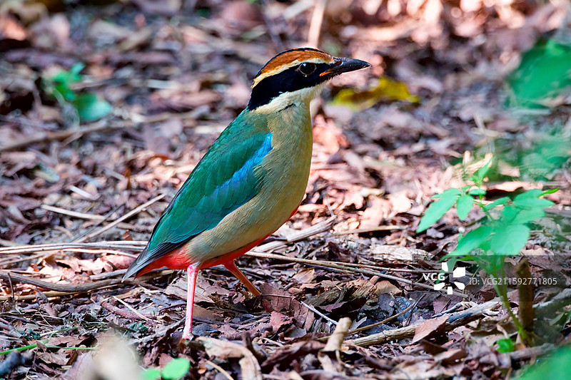 八色鸫图片素材