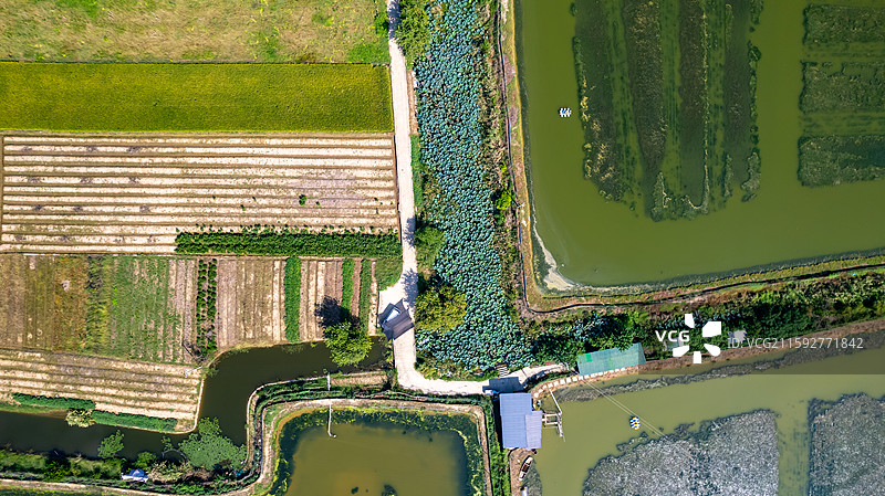 高淳万亩蟹塘养殖图片素材