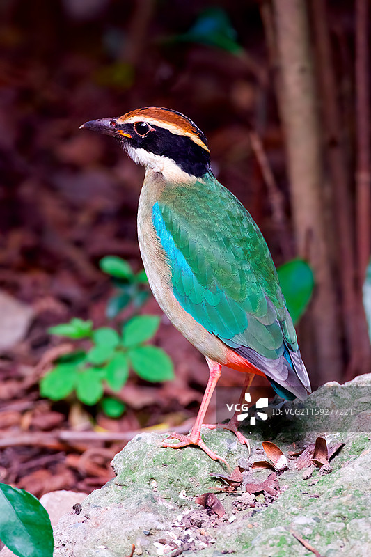 八色鸫图片素材