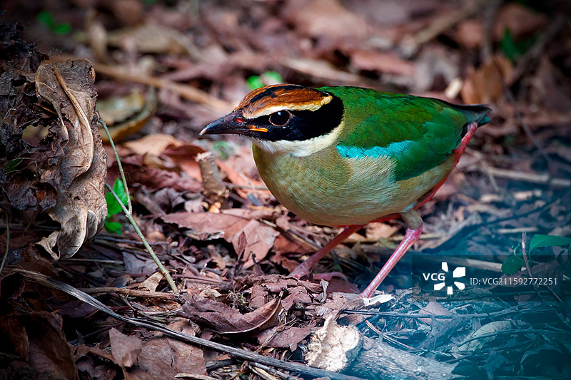八色鸫图片素材