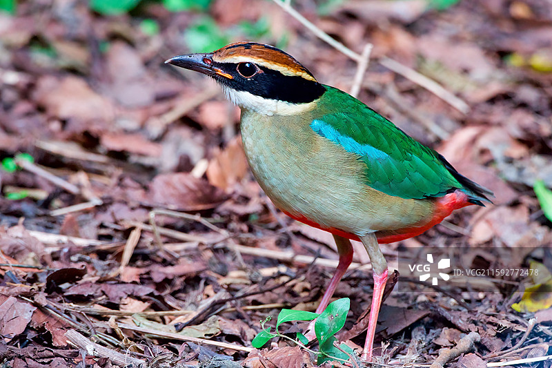 八色鸫图片素材
