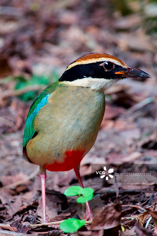 八色鸫图片素材