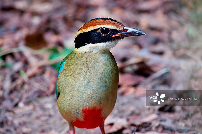 八色鸫图片素材