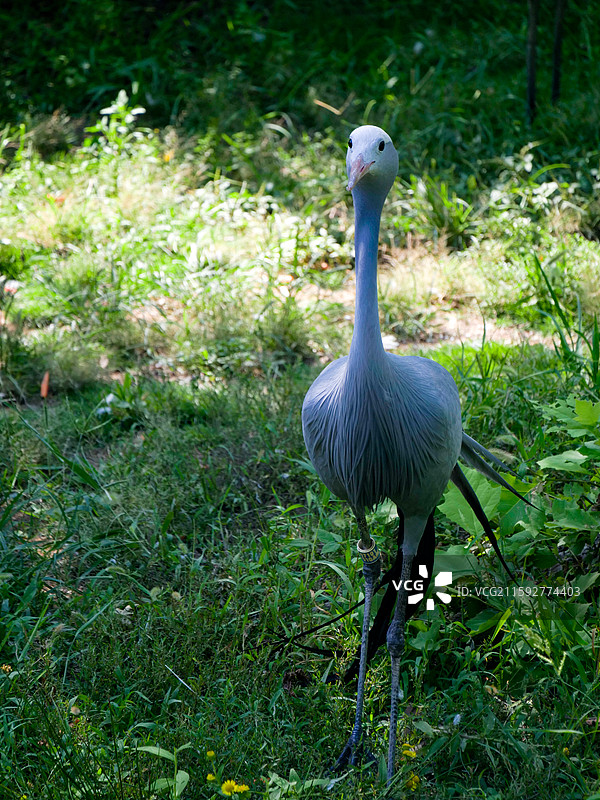 栖息在草地上的鸟的特写镜头图片素材
