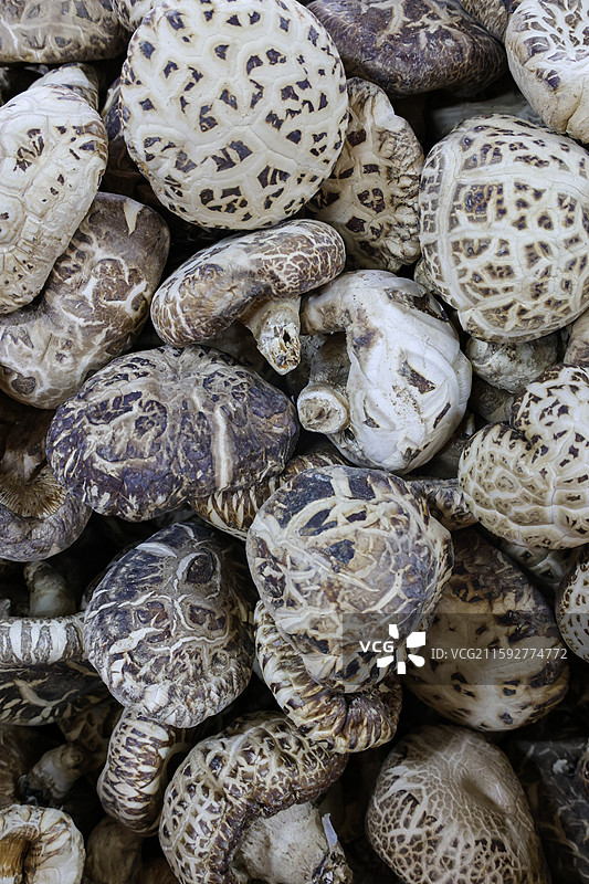 大兴安岭地区生产的各种蘑菇晒晾灵芝猴头菇松茸毛尖蘑榛蘑花菇香菇等组图图片素材