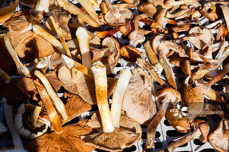 大兴安岭地区生产的各种蘑菇晒晾灵芝猴头菇松茸毛尖蘑榛蘑花菇香菇等组图图片素材
