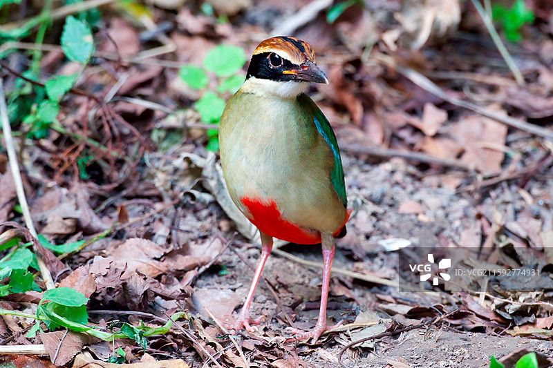 八色鸫图片素材