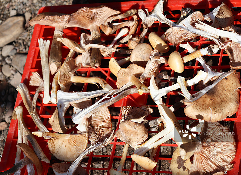 大兴安岭地区生产的各种蘑菇晒晾灵芝猴头菇松茸毛尖蘑榛蘑花菇香菇等组图图片素材