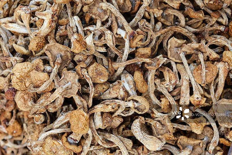 大兴安岭地区生产的各种蘑菇晒晾灵芝猴头菇松茸毛尖蘑榛蘑花菇香菇等组图图片素材