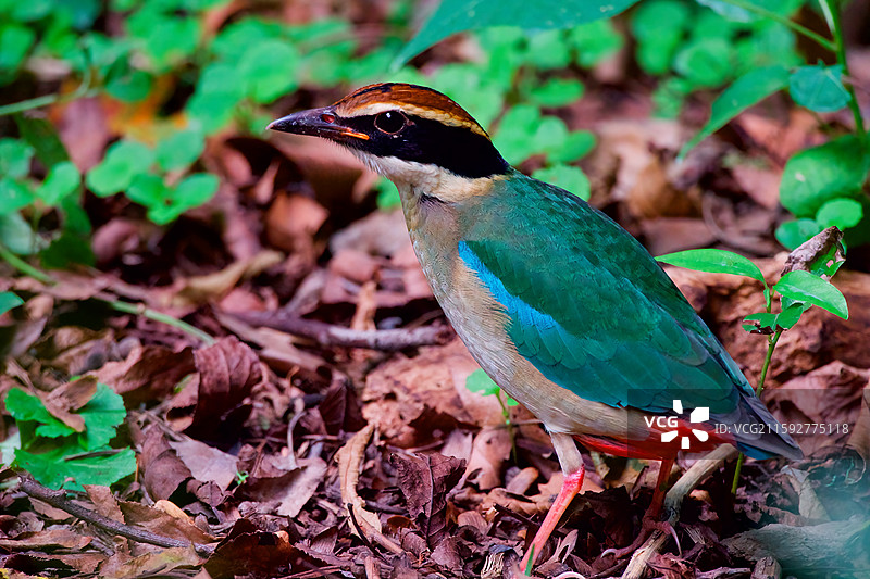 八色鸫图片素材