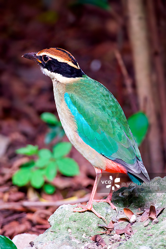 八色鸫图片素材