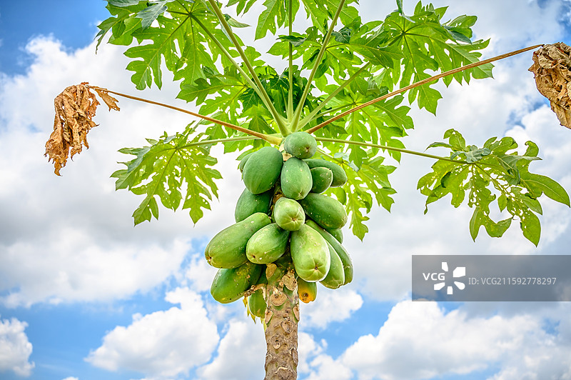 蓝天白云下的木瓜树上结出木瓜水果果实图片素材