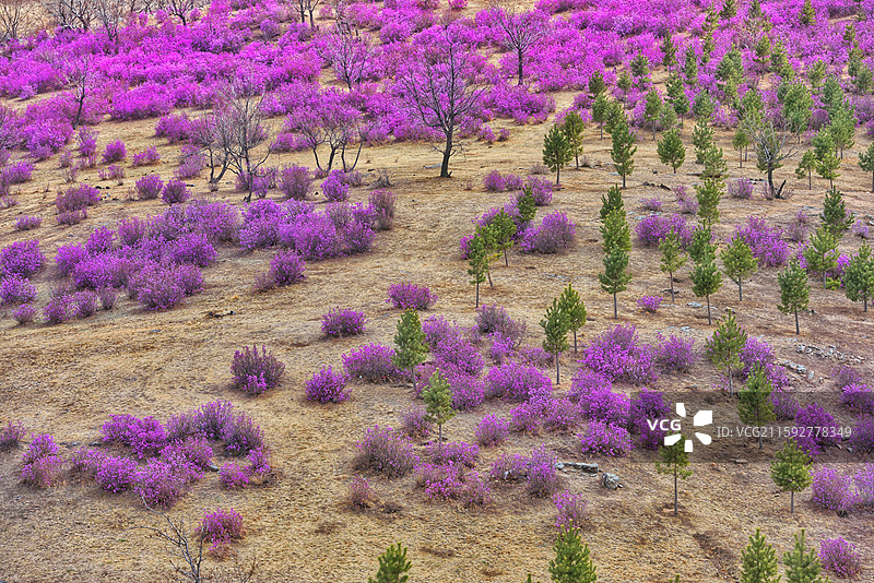 内蒙古呼伦贝尔扎兰屯大尖山杜鹃花海图片素材