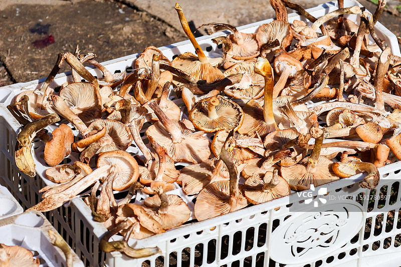 大兴安岭地区生产的各种蘑菇晒晾灵芝猴头菇松茸毛尖蘑榛蘑花菇香菇等组图图片素材