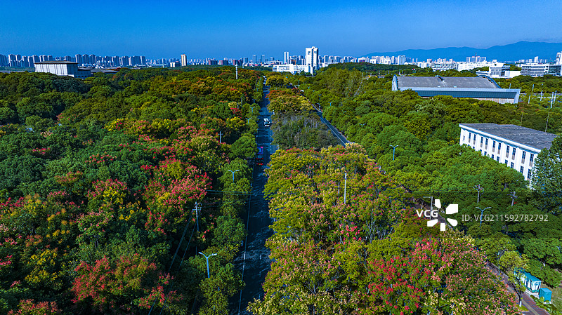 秋分时节的南昌学府大道图片素材