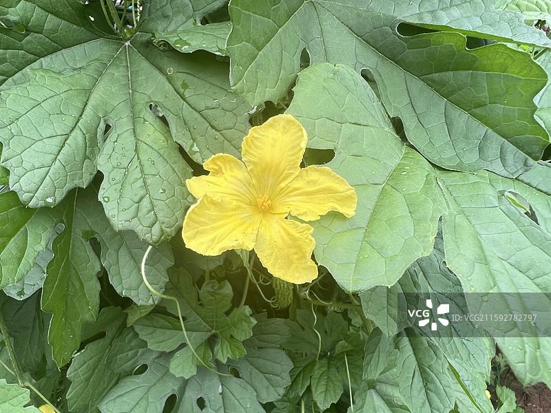 苦瓜花图片素材