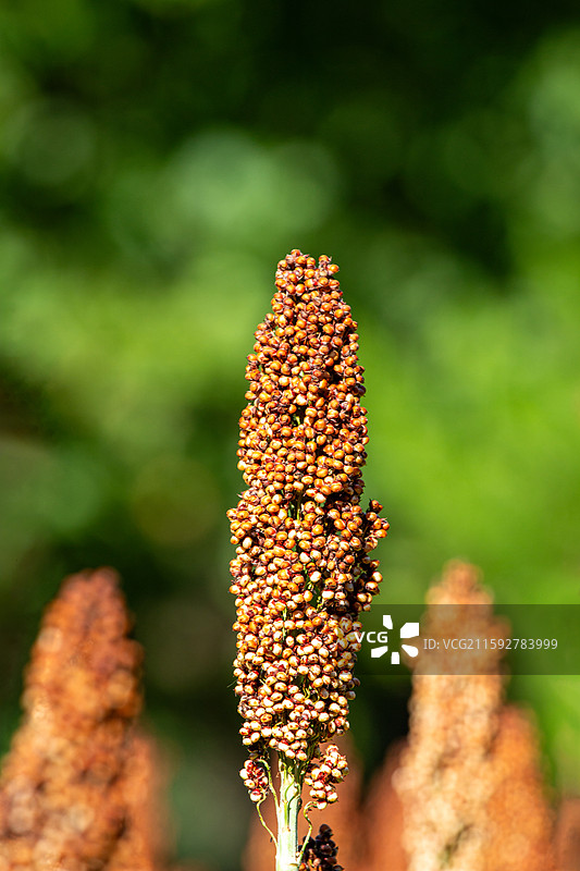朝阳公园田间成熟的红高粱图片素材