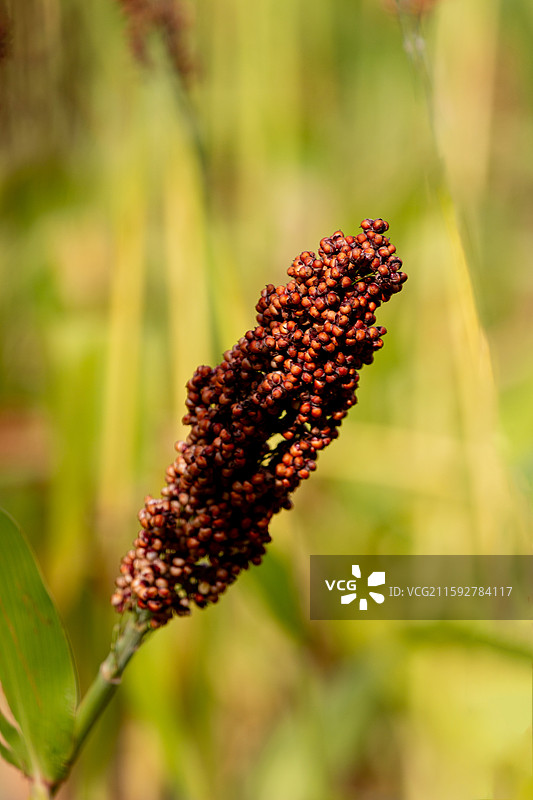 朝阳公园田间成熟的红高粱图片素材