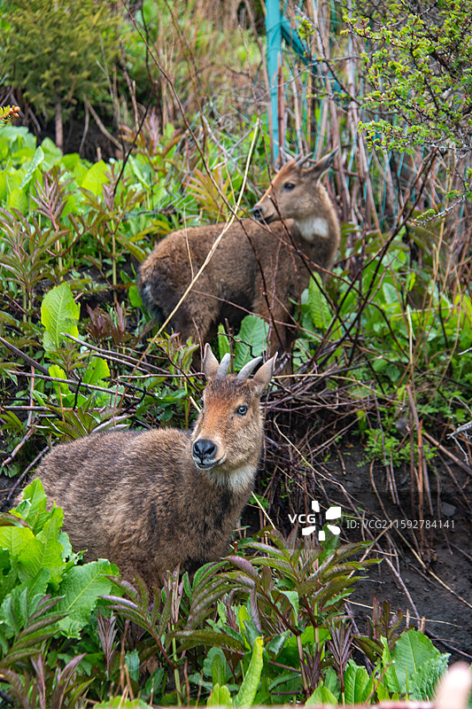 喜马拉雅斑羚图片素材