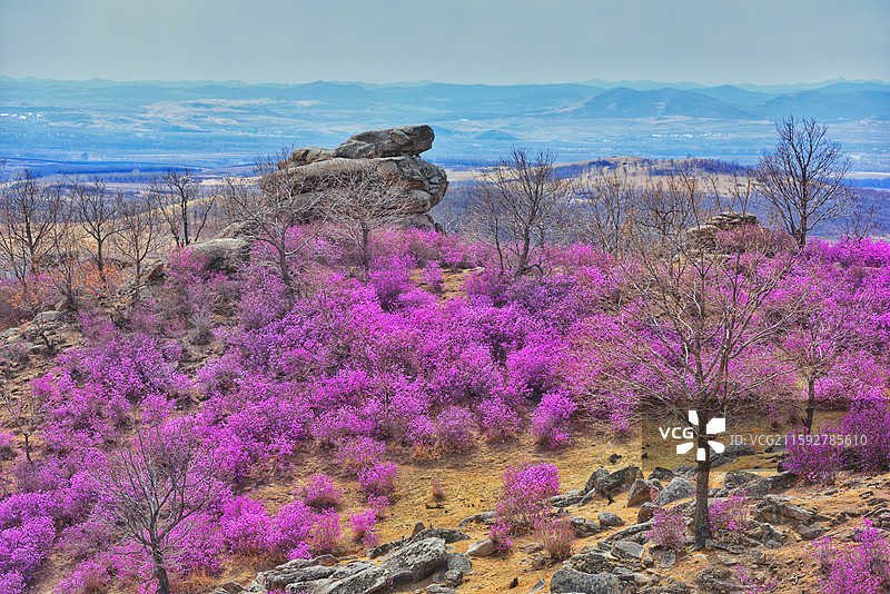 内蒙古呼伦贝尔扎兰屯大尖山杜鹃花图片素材