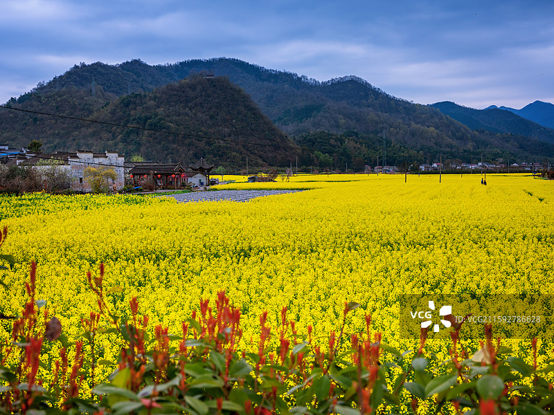 池州石台高路亭油菜花海图片素材
