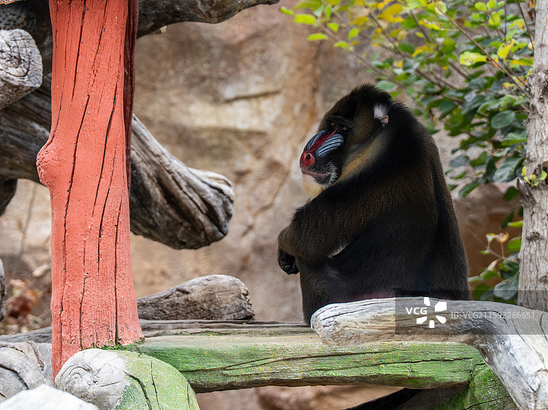 北京野生动物园山魈图片素材