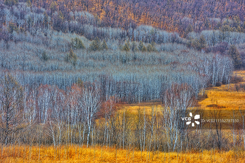 内蒙古呼伦贝尔阿荣旗库伦沟林场图片素材
